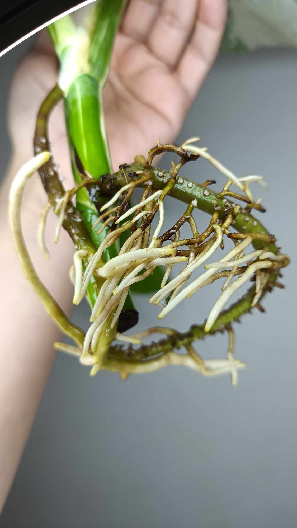 Monstera Albo T16