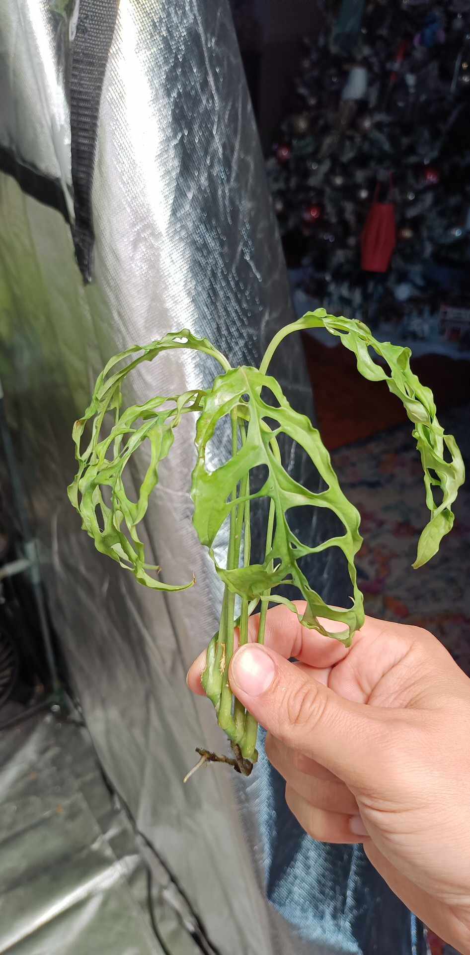 Philodendron Spiritu Sancti SS2, Monstera obliqua, adansonii tri color, Burle Marx