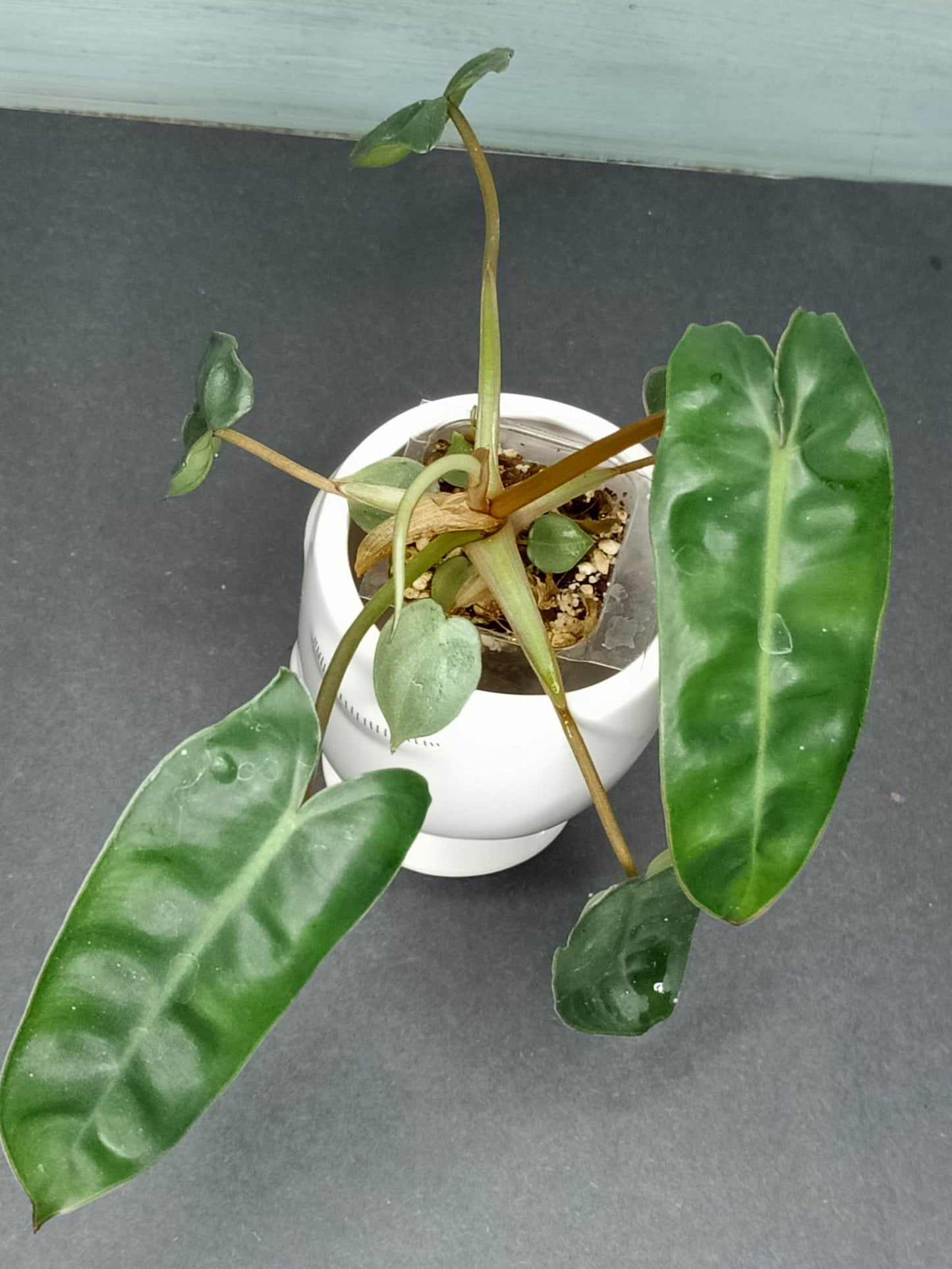 GREEN BILLIETIAE #5- STARTER PLANT-