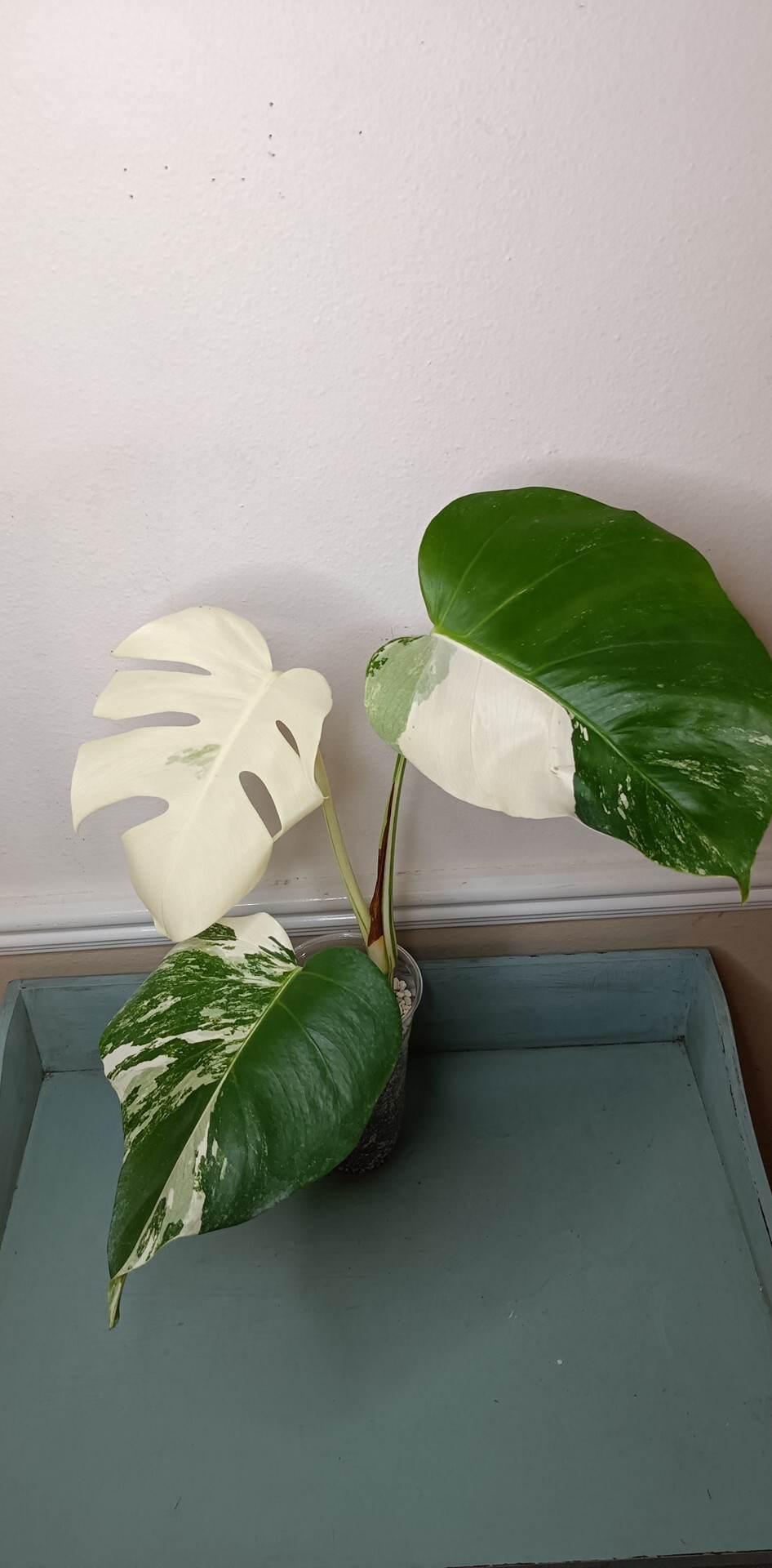 Gina Hughes Three Leaf Monstera Albo