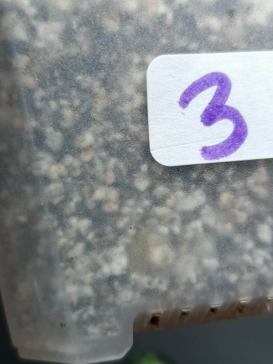 THAI CON #3-STARTER PLANT-