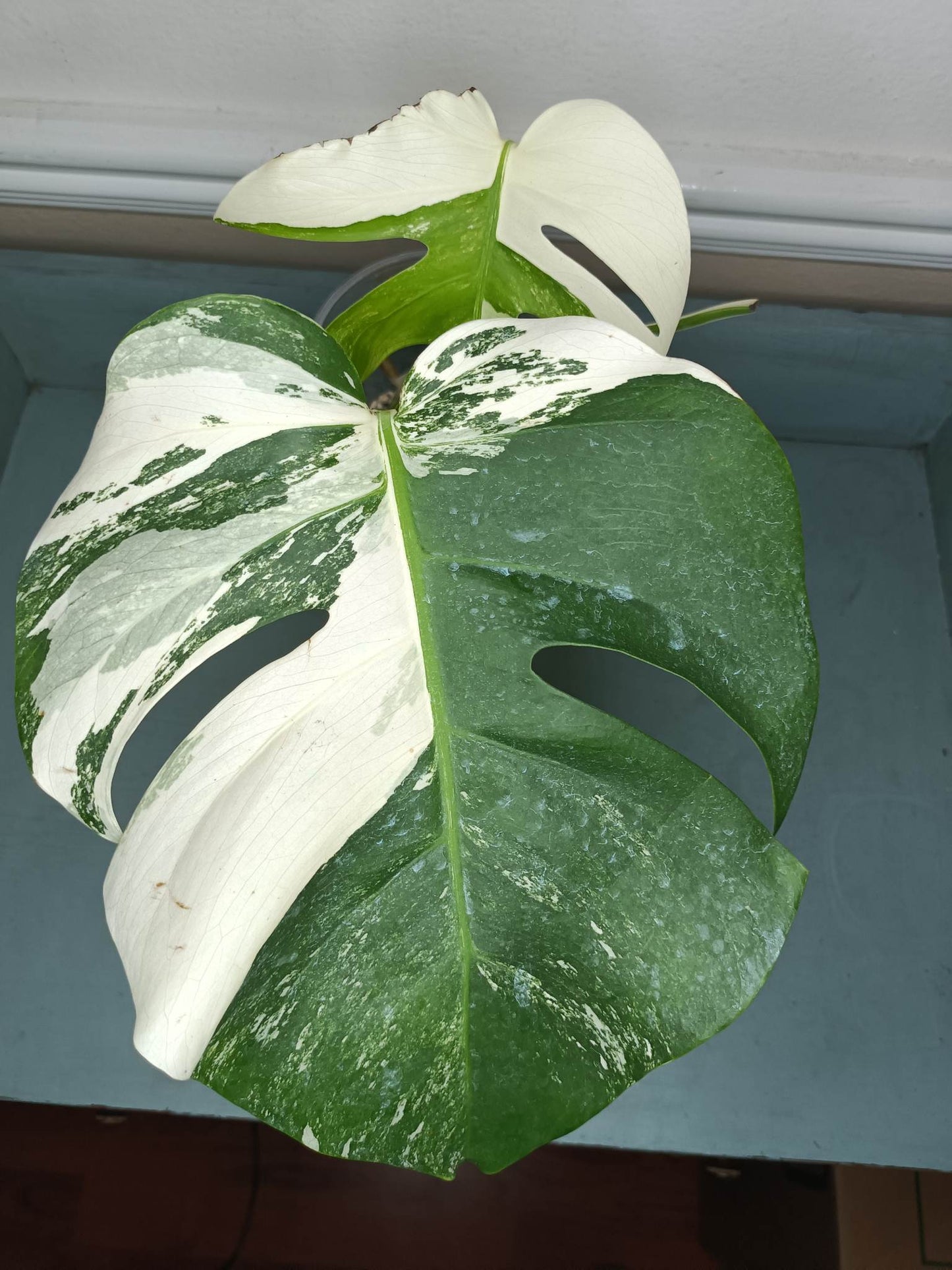 Michelle Hennie Montera Albo