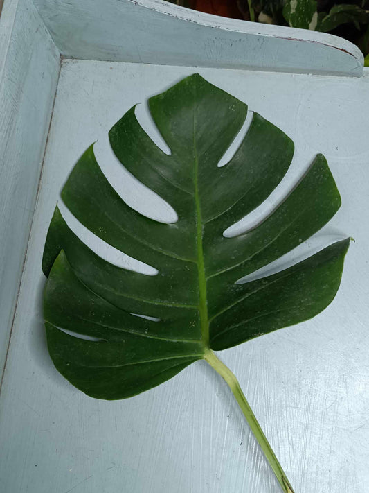 Monstera Aurea Cutting