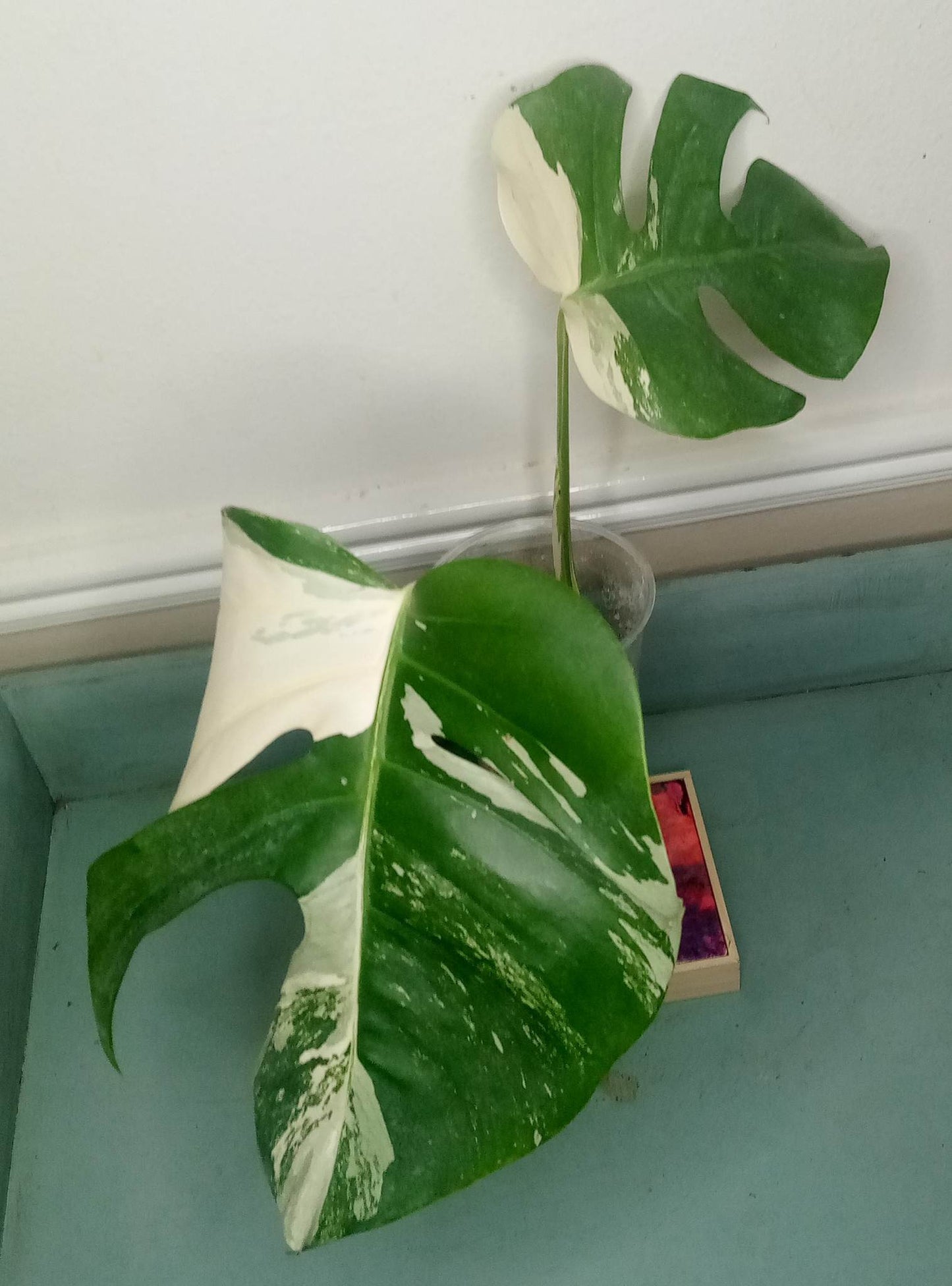 Monstera Albo Top Cut