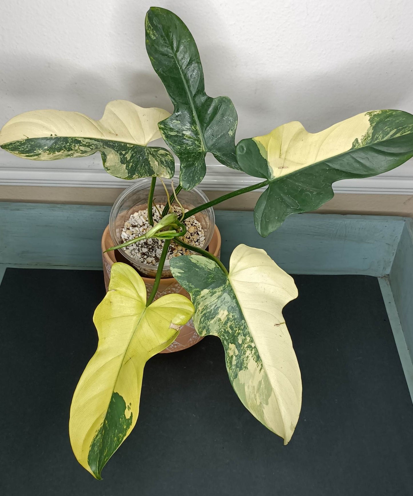 BIPENNIFOLIUM VARIEGATED