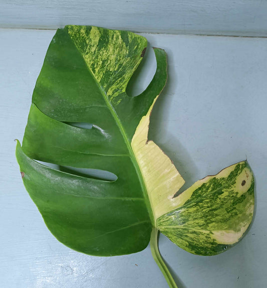 Monstera Aurea Multiple Leaves Cutting Lauren Heaton