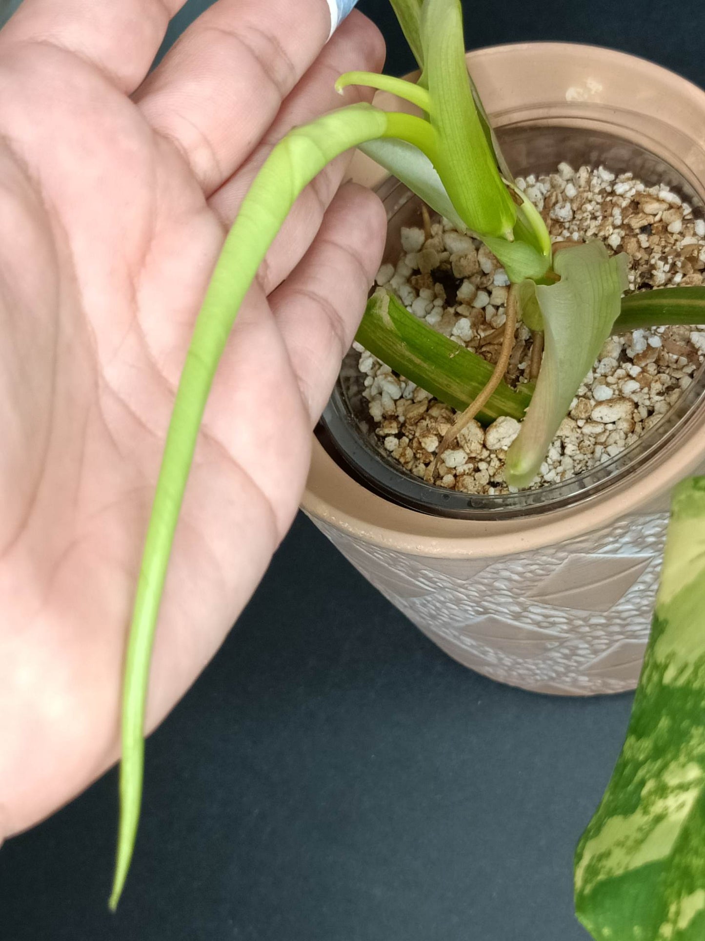 DOMESTICUM VARIEGATED# 2
