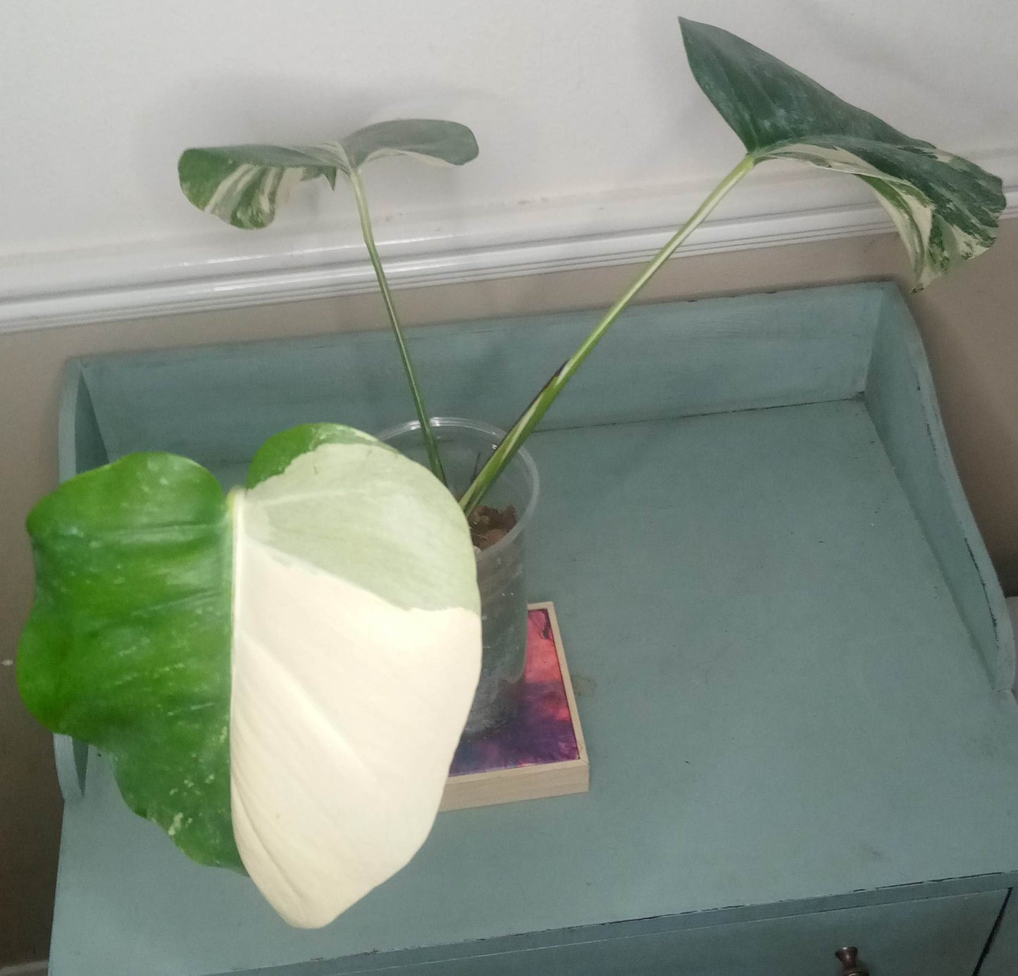 3 leaf Monstera Albo Top Cut