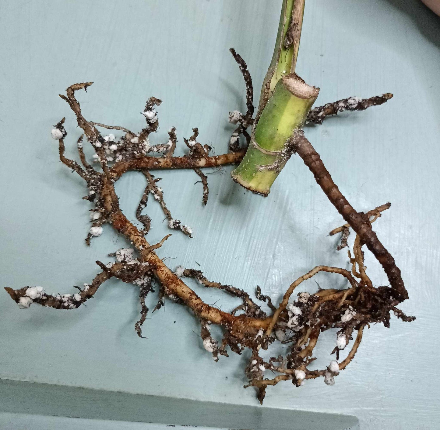 Monstera Aurea Cutting