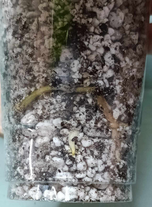 Monstera Albo A5