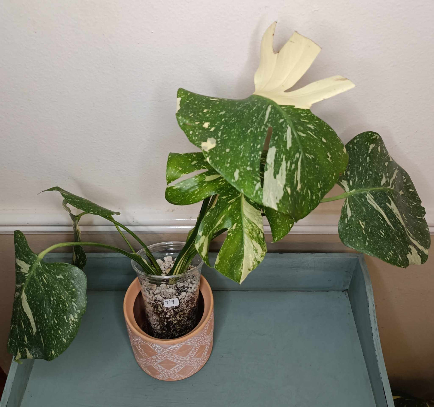 T9 Thai Con Katie Pilcher