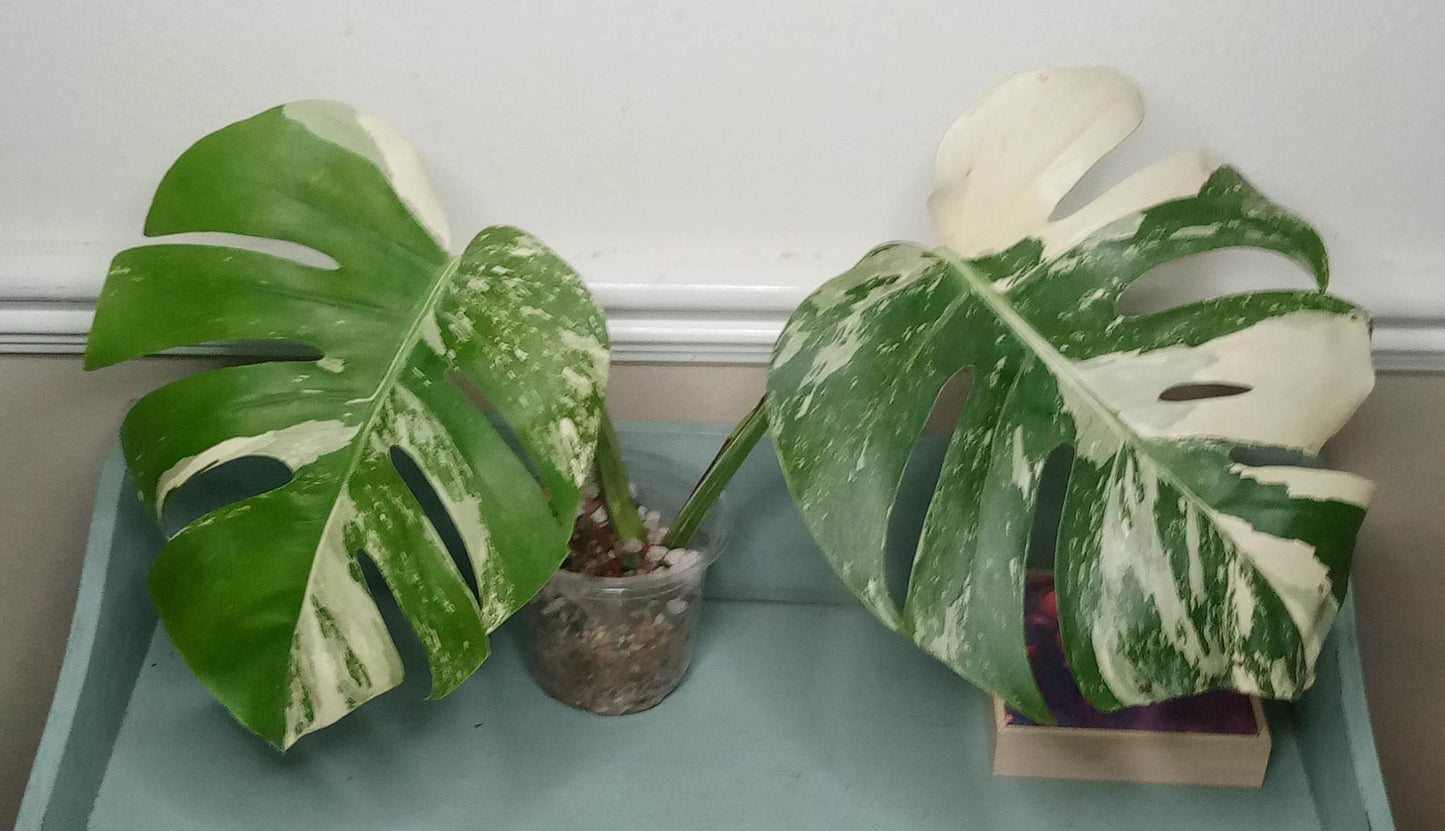 Monstera Albo Two leaf Top Cut