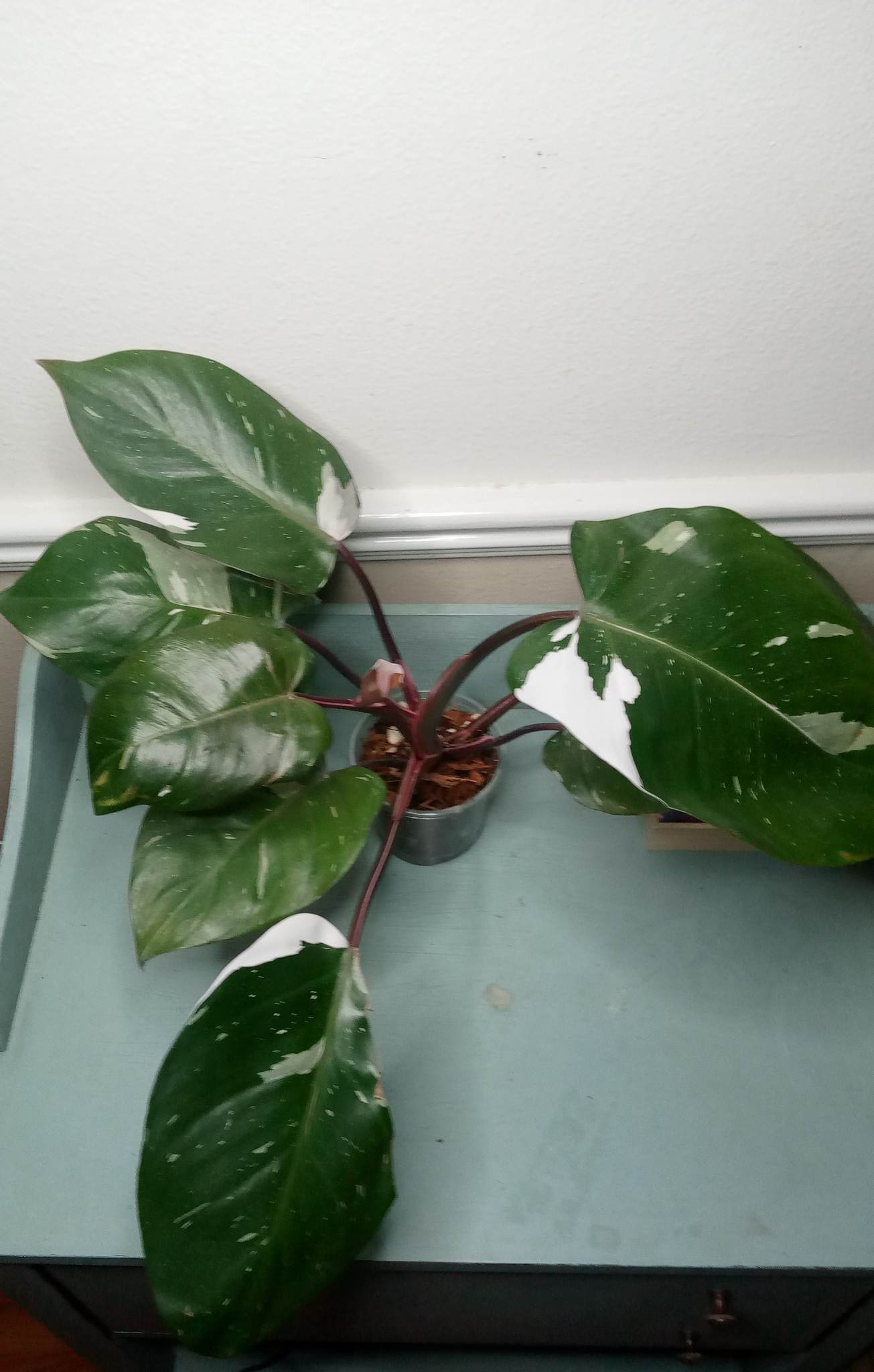 Philodendron Red Anderson