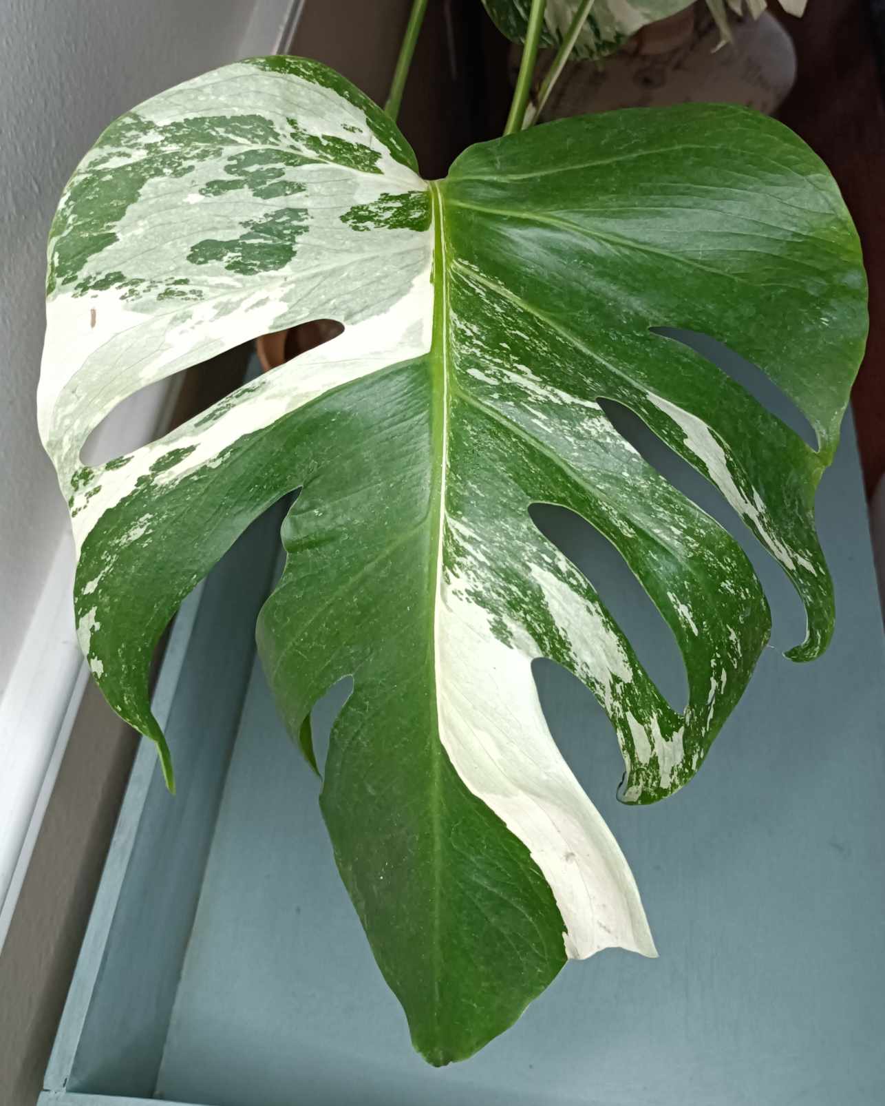 Monstera Albo A6