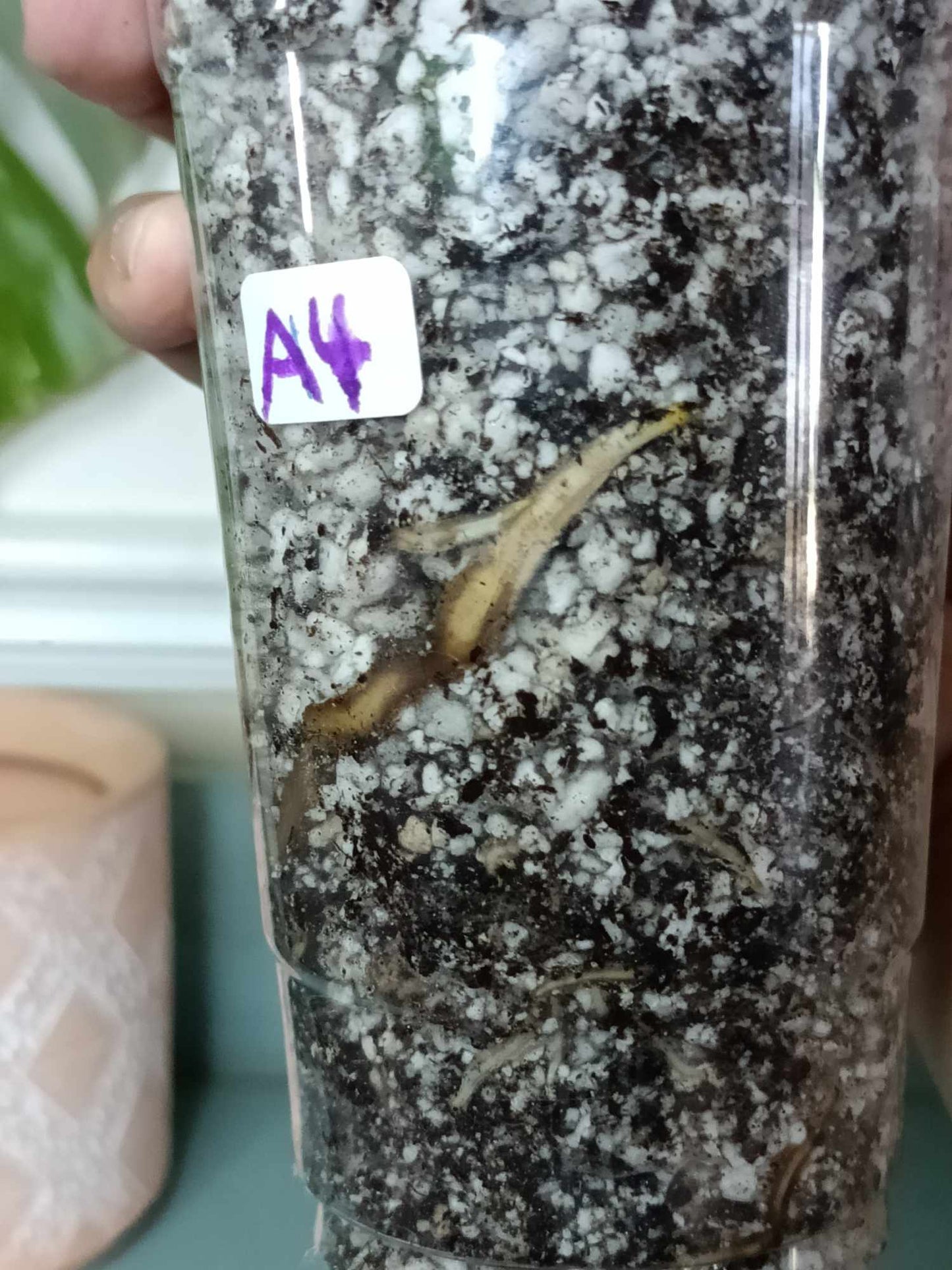 Monstera Albo A4