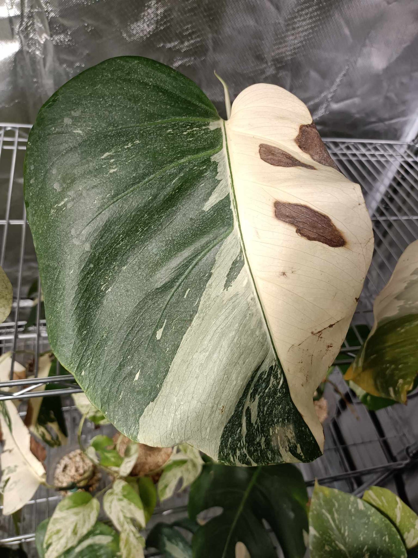 Kynzie Rae Monstera Albo half moon mid cut