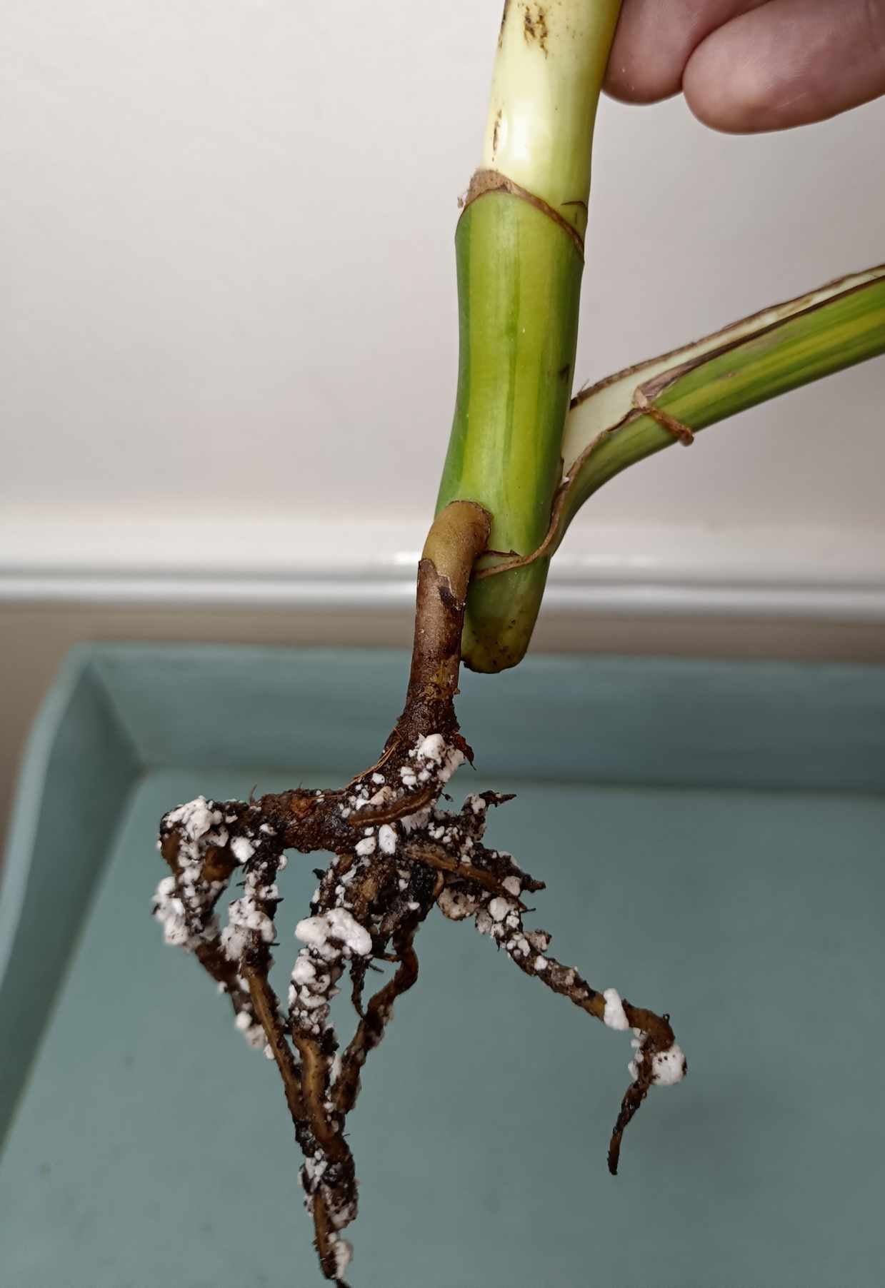 Monstera Aurea Multiple Leaves Cutting Lauren Heaton