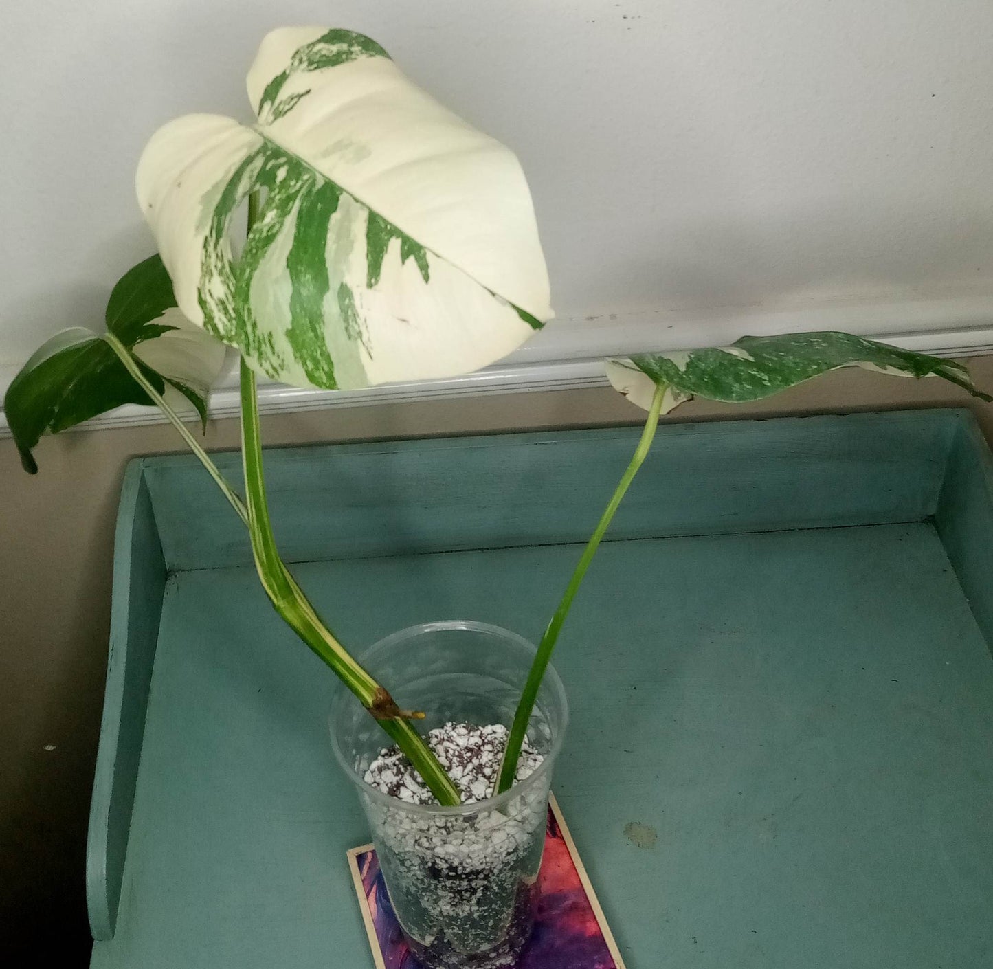 Cristi Page Three leaf Monstera Albo