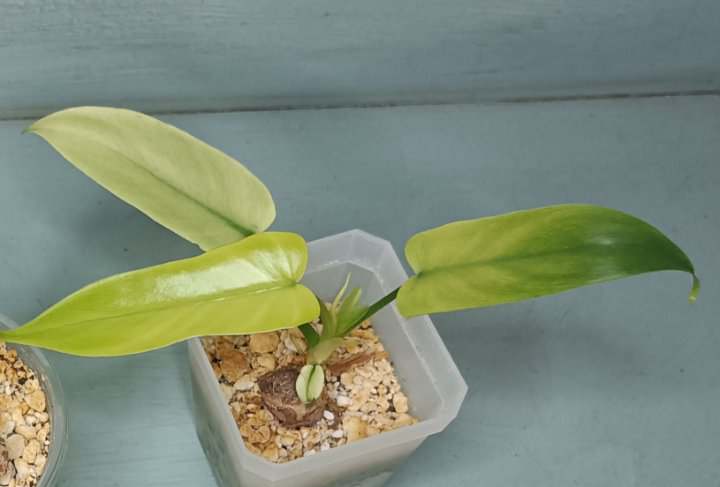 Var. Golden Dragon Mint Warren Andy