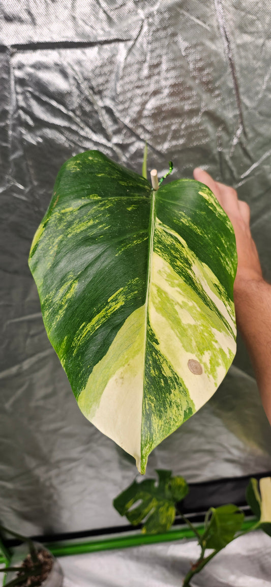 Monstera Brazilian mint mid cut and Aurea Mid Cut Reserved for Ashley Wofford