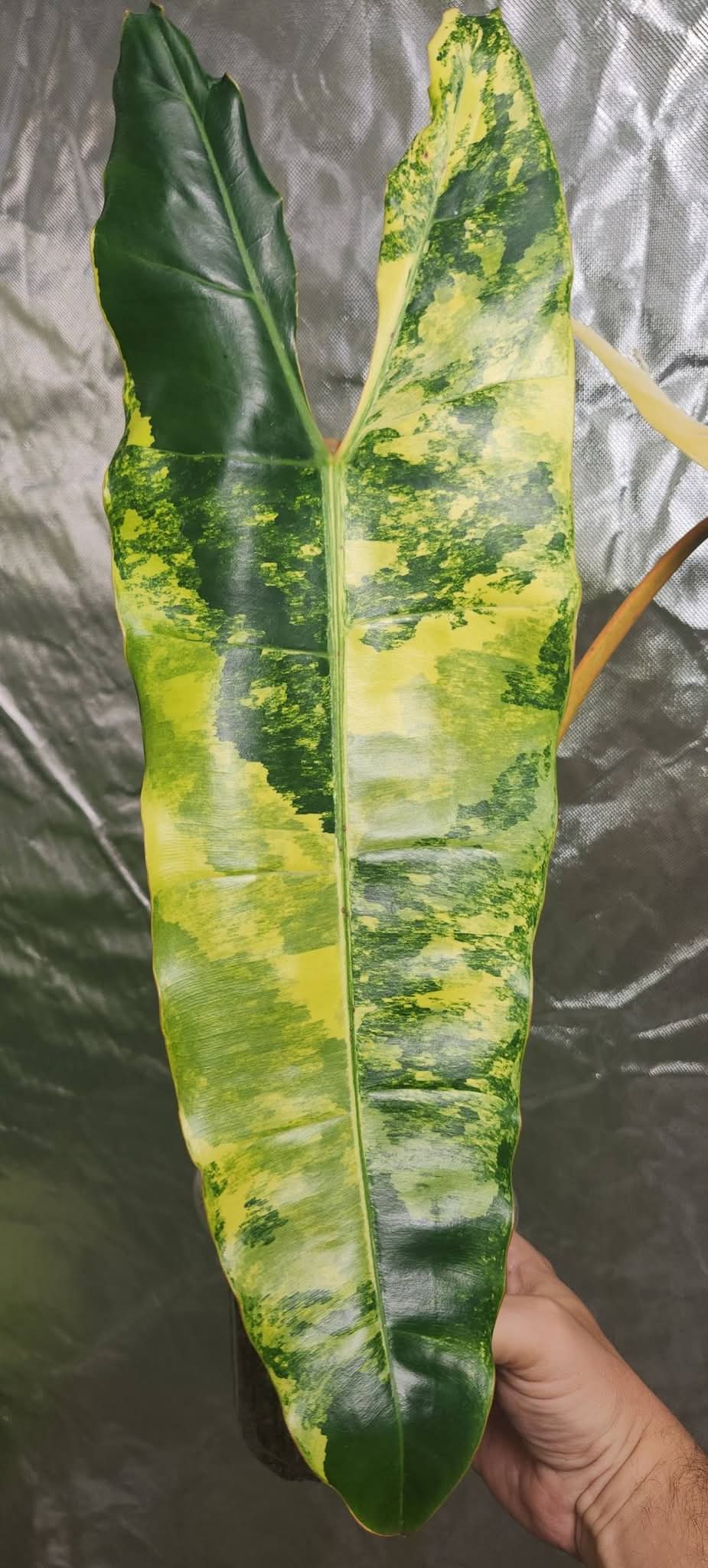 Variegated Billietiae reserved for Kimberly Thompson