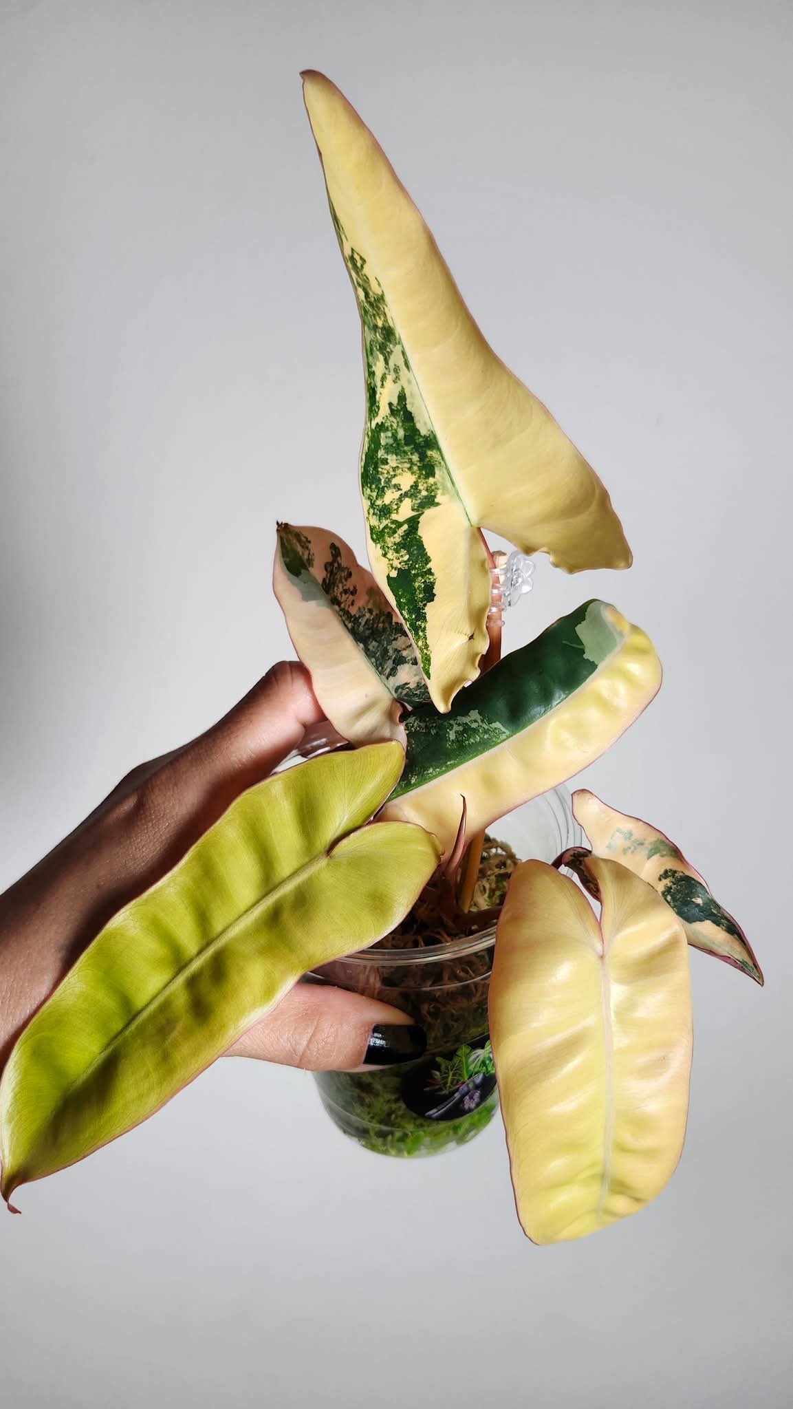 Billietae x Black Billietiae + 5% Pay in 4- Reserved Arden Lynch