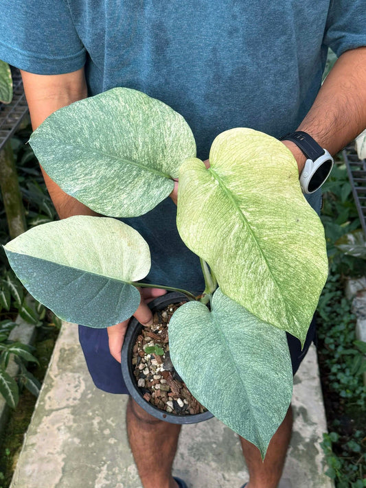 Monstera Albo, Monstera Mint- Reserved Carla Roeper
