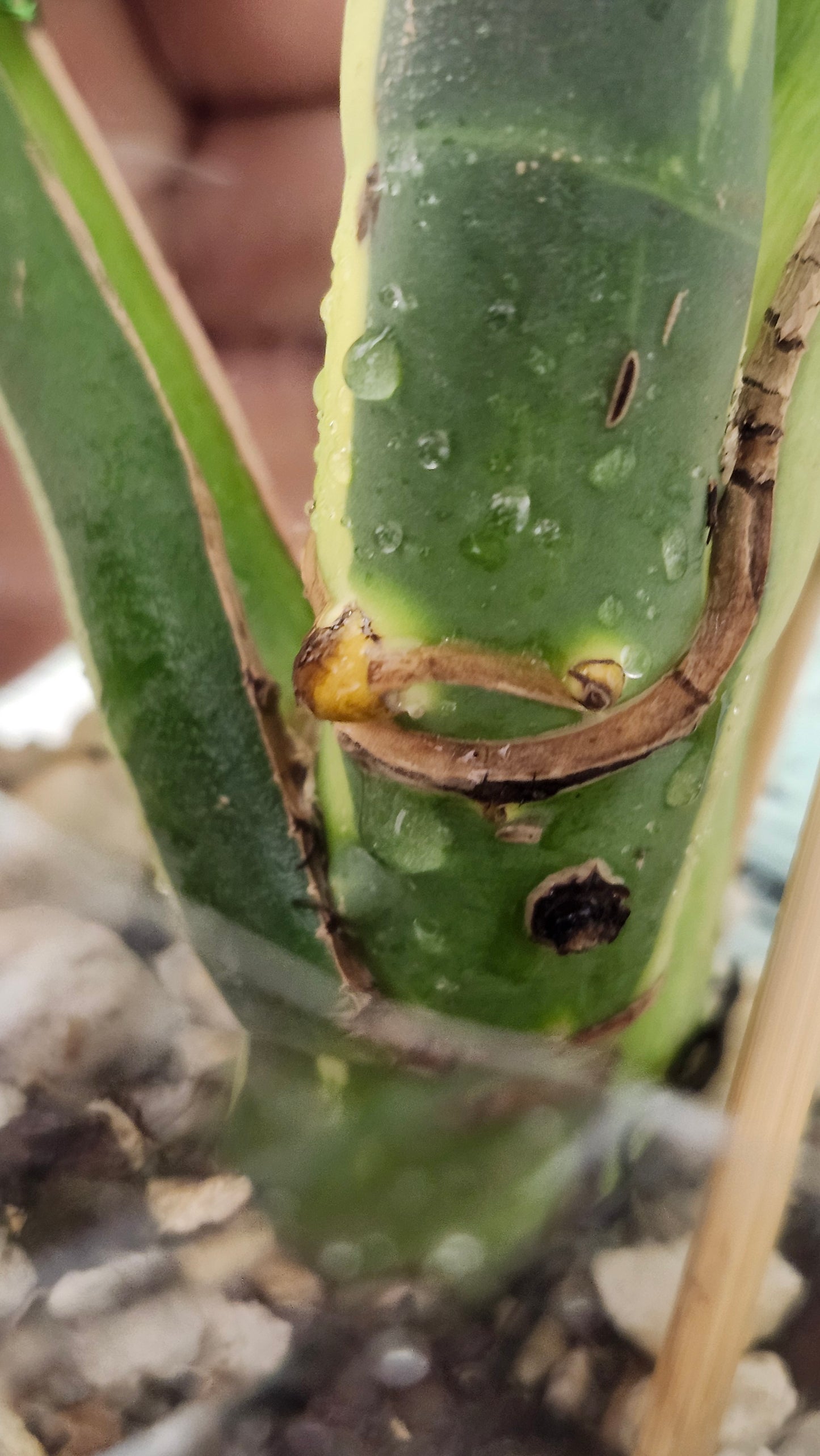 Monstera Full Mint Top Cut - Unrooted- Reserved for Mayra Ahumada