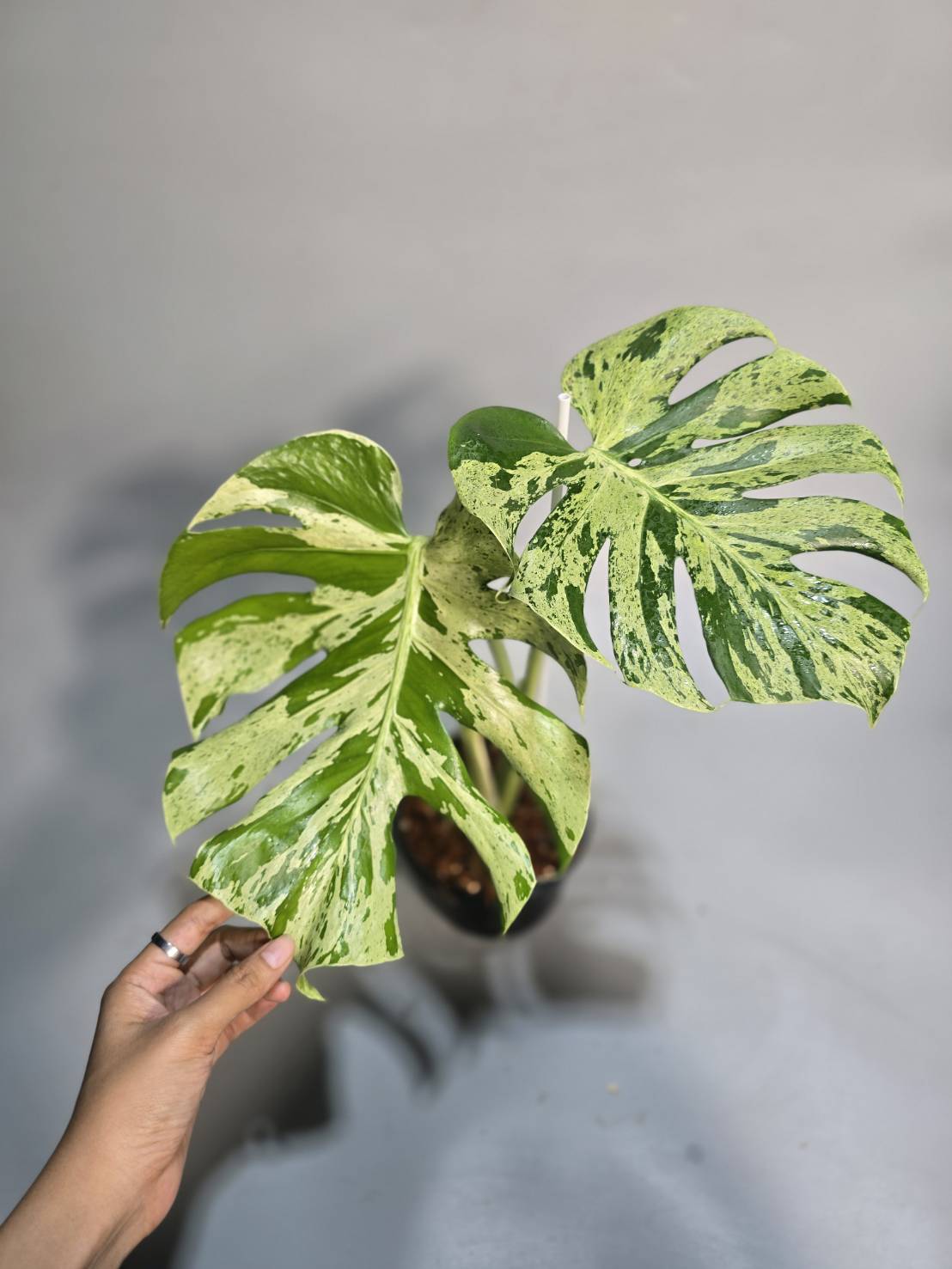 Monstera Bulbasaur reserved for Wendy Arndt