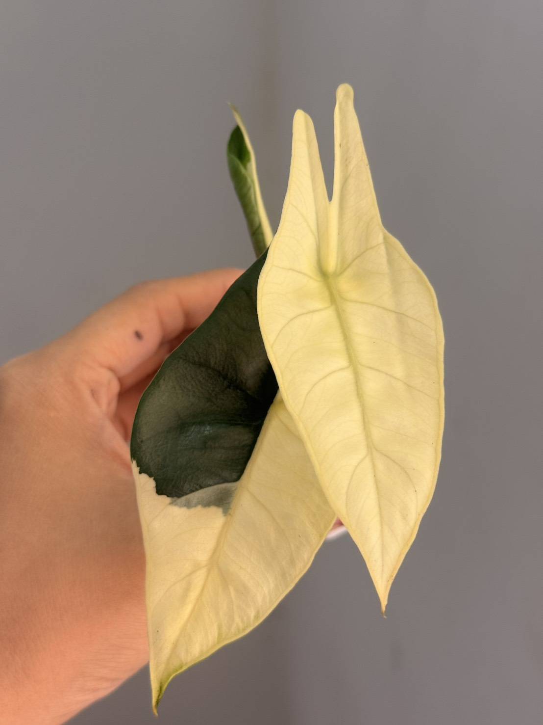 Alocasia Metallic Blue Albo + International Shipping + 5% pay in 4- Reserved Rocco Malarbi