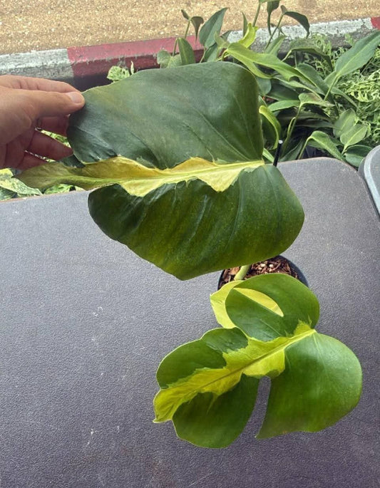 Monstera Bulbasaur, Monstera White Lava- Reserved Marie Ligaya Aguirre-Bunch