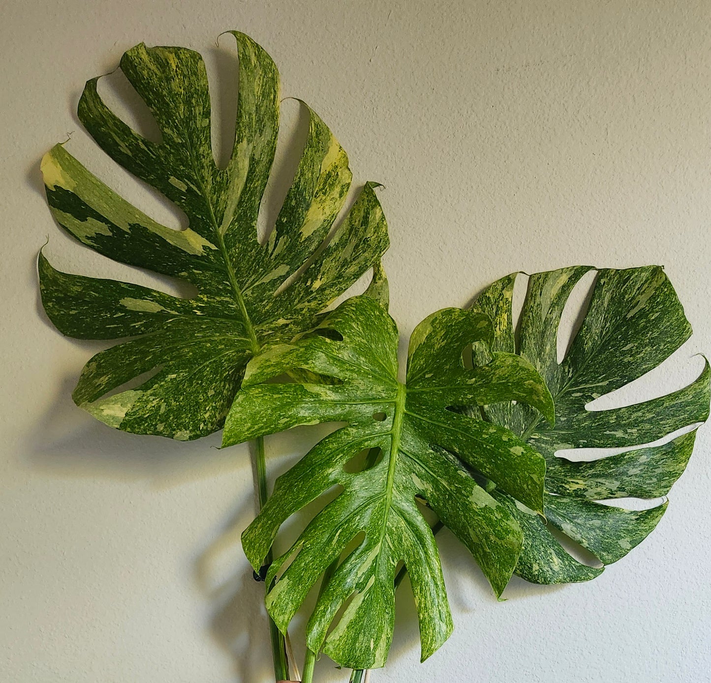 Monstera Green Snow #3 - Reserved Sam Bivans