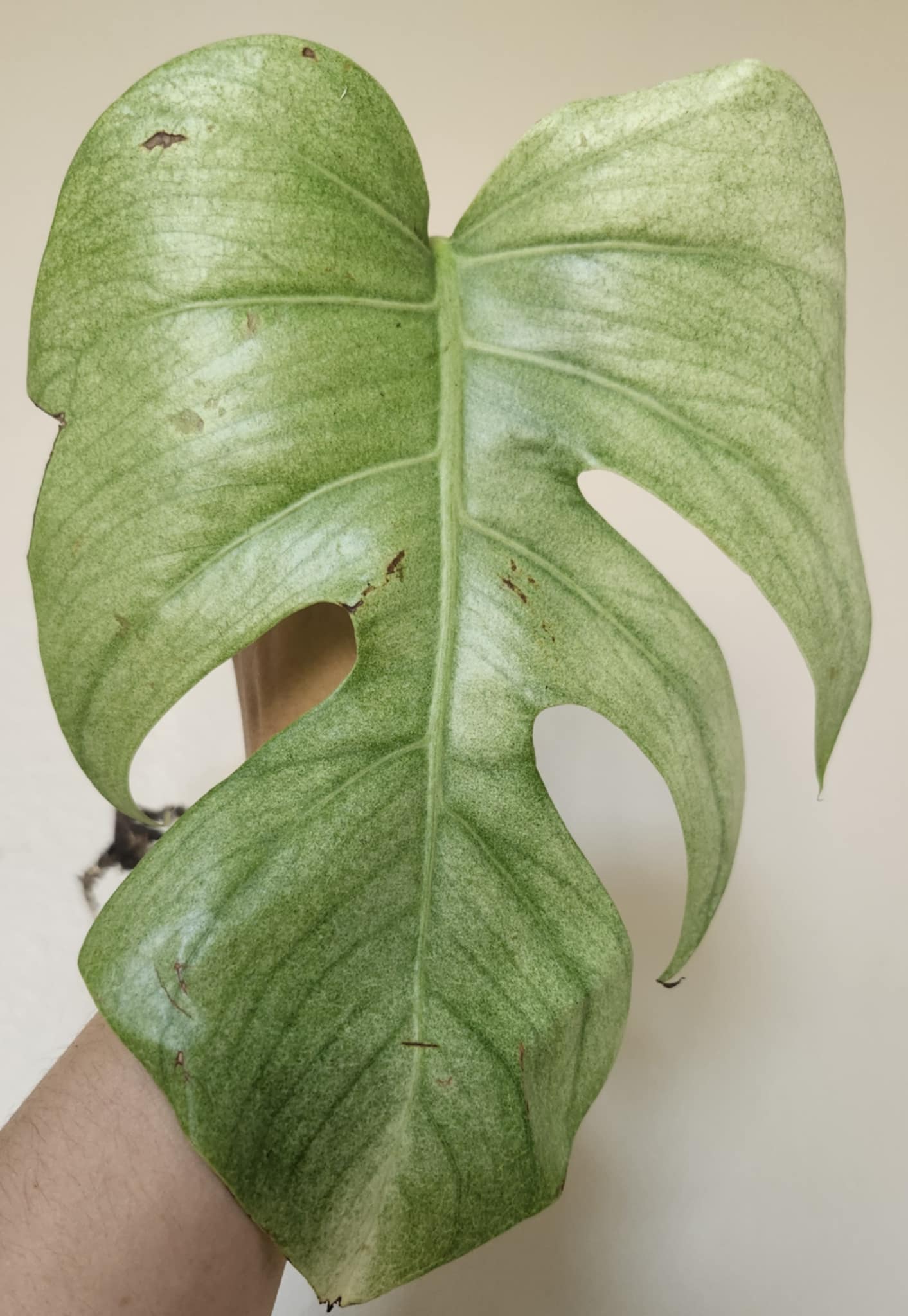 Monstera Brazilian Full Mint Mid Cut Reserved for Jenny Newland Osbon