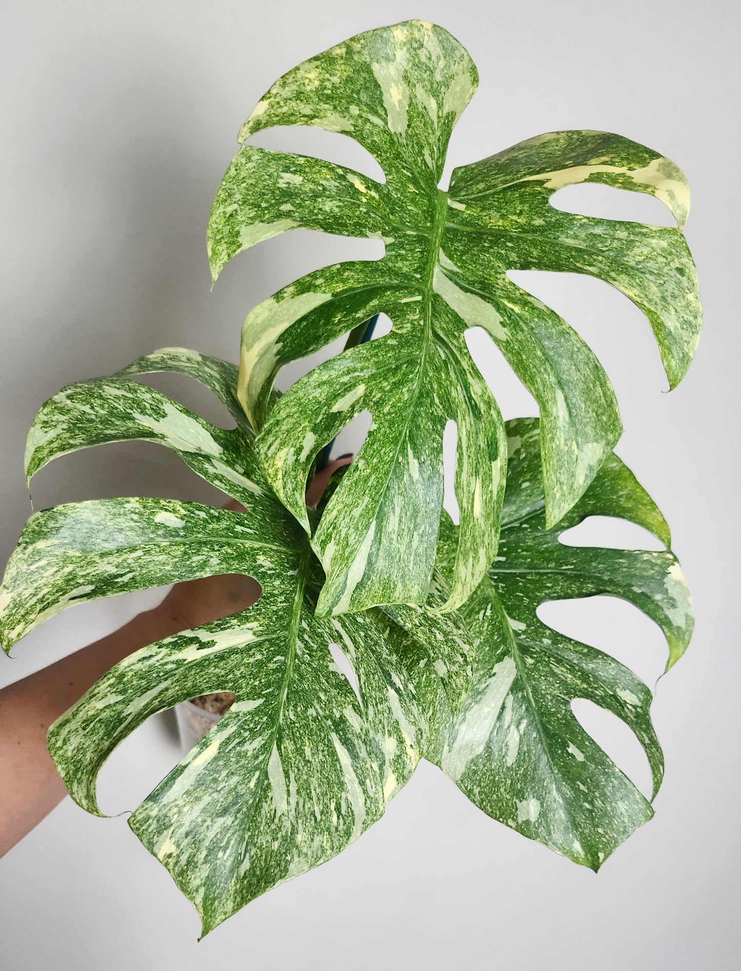 M. Legacy + 5% Klarna - Reserved Julia X Mtz.
