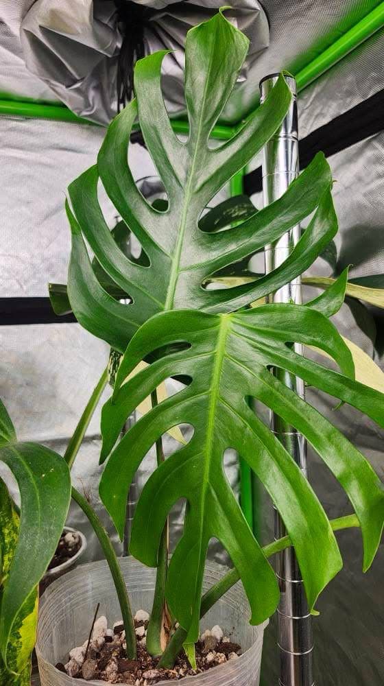 M. Sierrana and Green Congo #10 reserved for Luis Lopez III