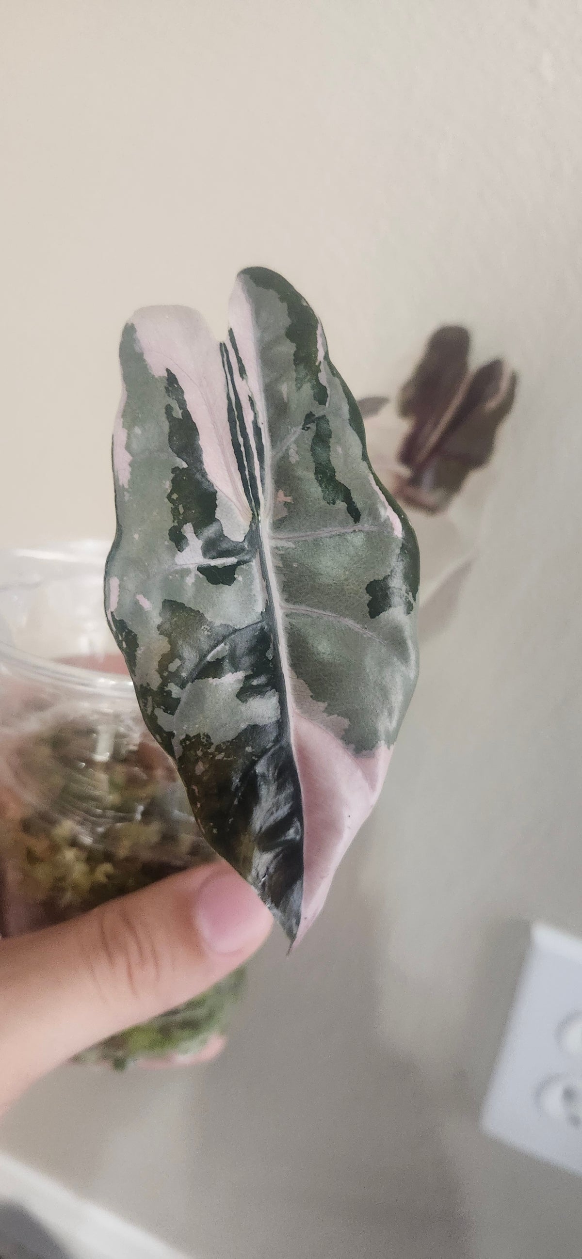 Alocasia Chantrieri Pink reserved for Natasha Miller