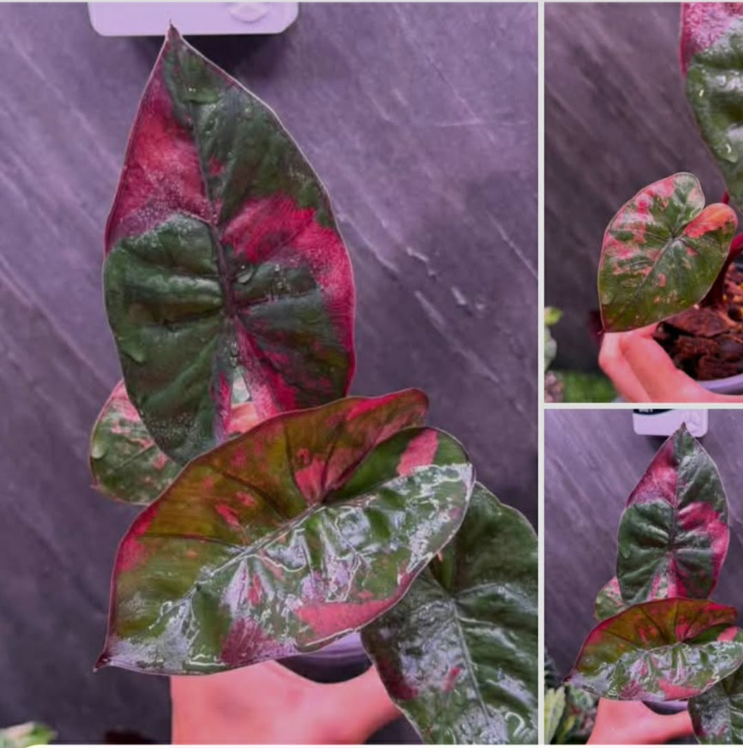 Alocasia Yucatan Pink +5% pay in 4 -Reserved Lauren Marshall