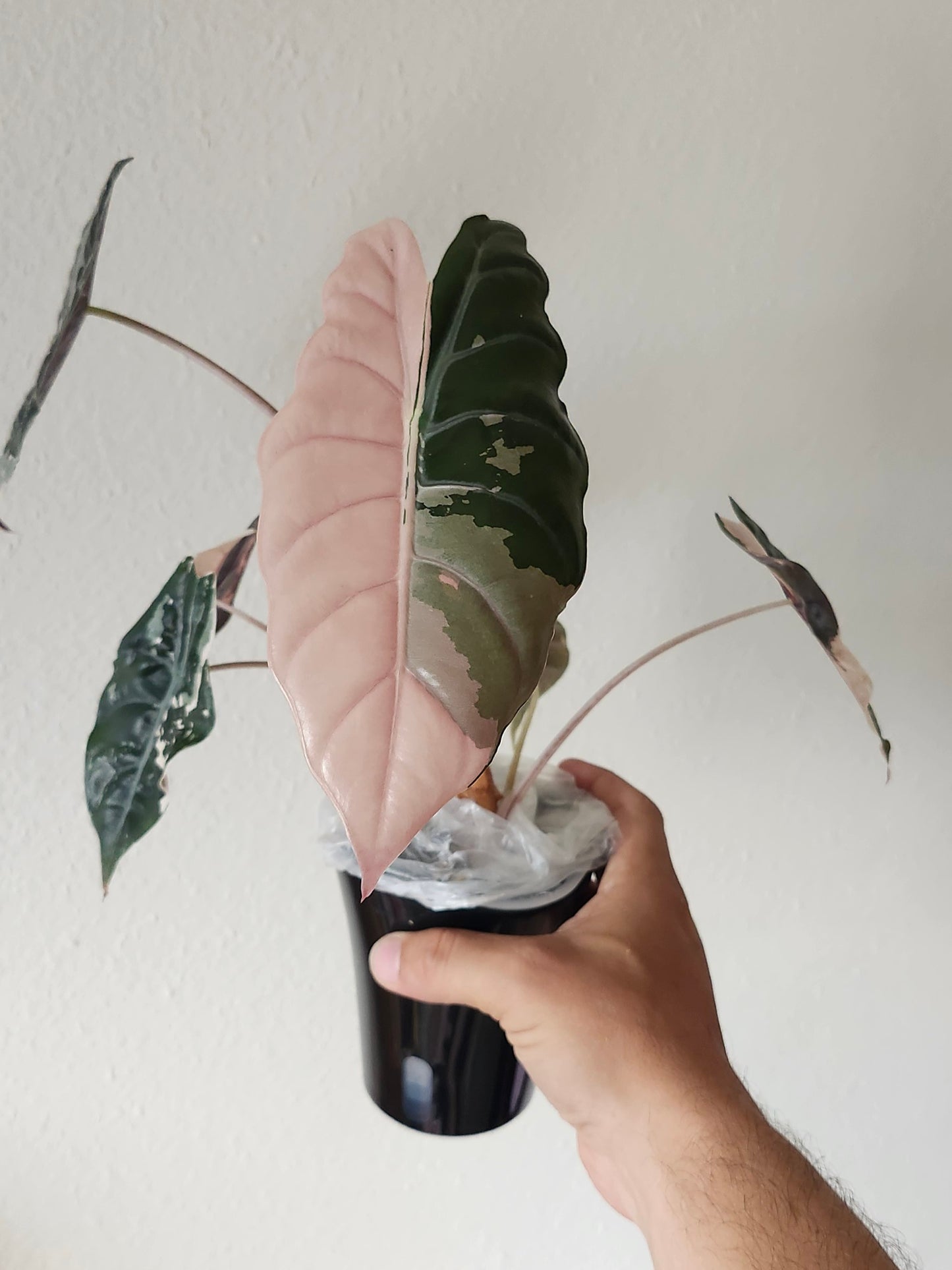 Alocasia Pink Chantrieri reserved for Michele Fincham