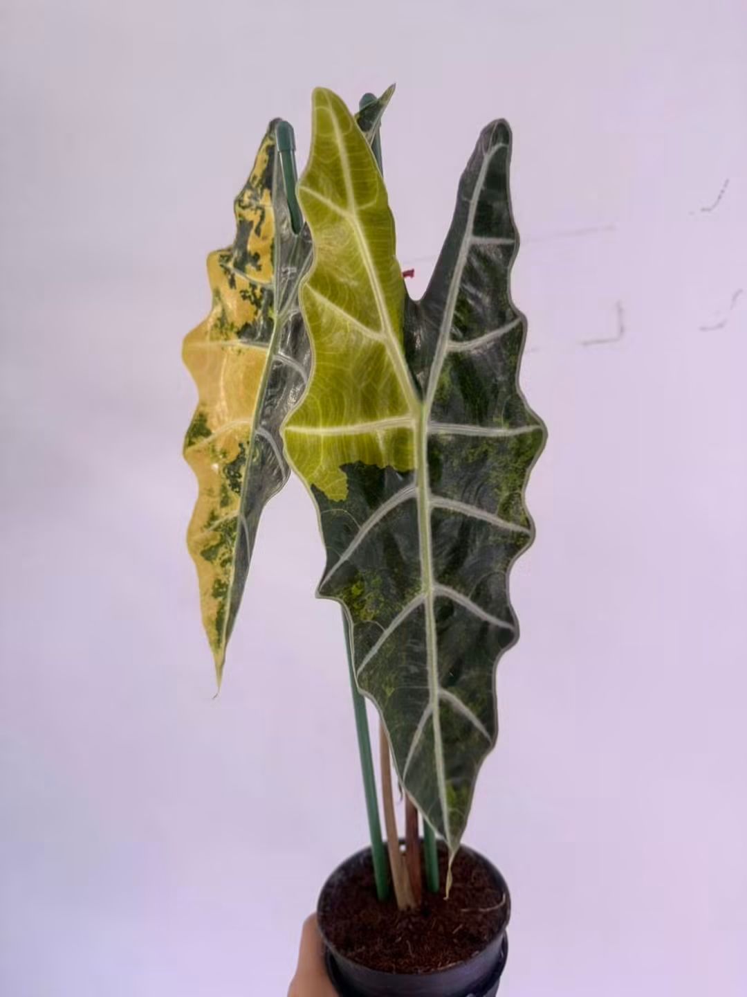 Alocasia Sanderiana Bull Aurea Reserved for Marrisa Locke