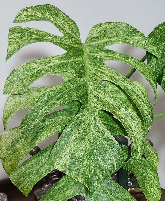 Monstera Full Mint Top Cut - Unrooted- Reserved for Mayra Ahumada