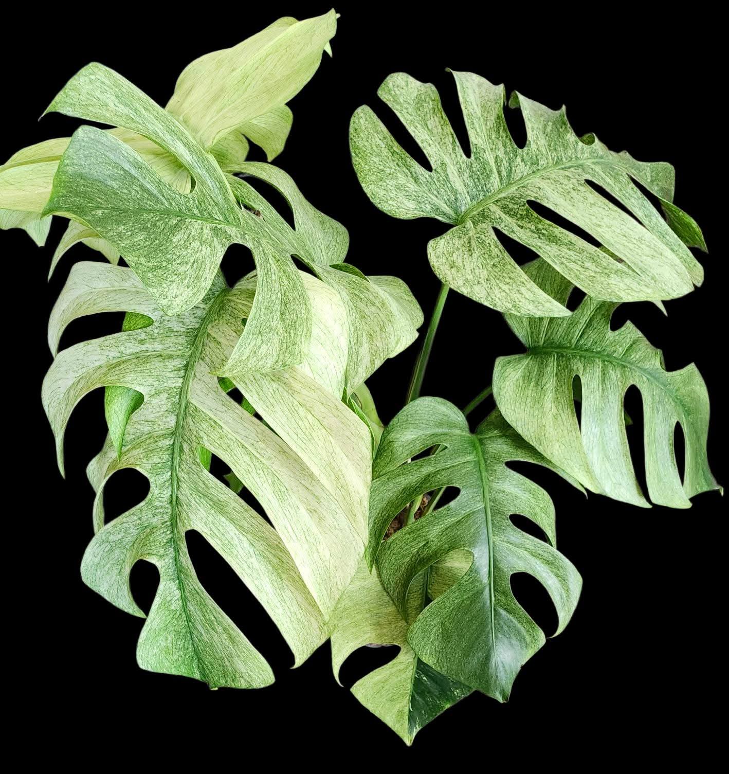 Monstera Full Mint Mother Plant- Reserved Siyuan Yu