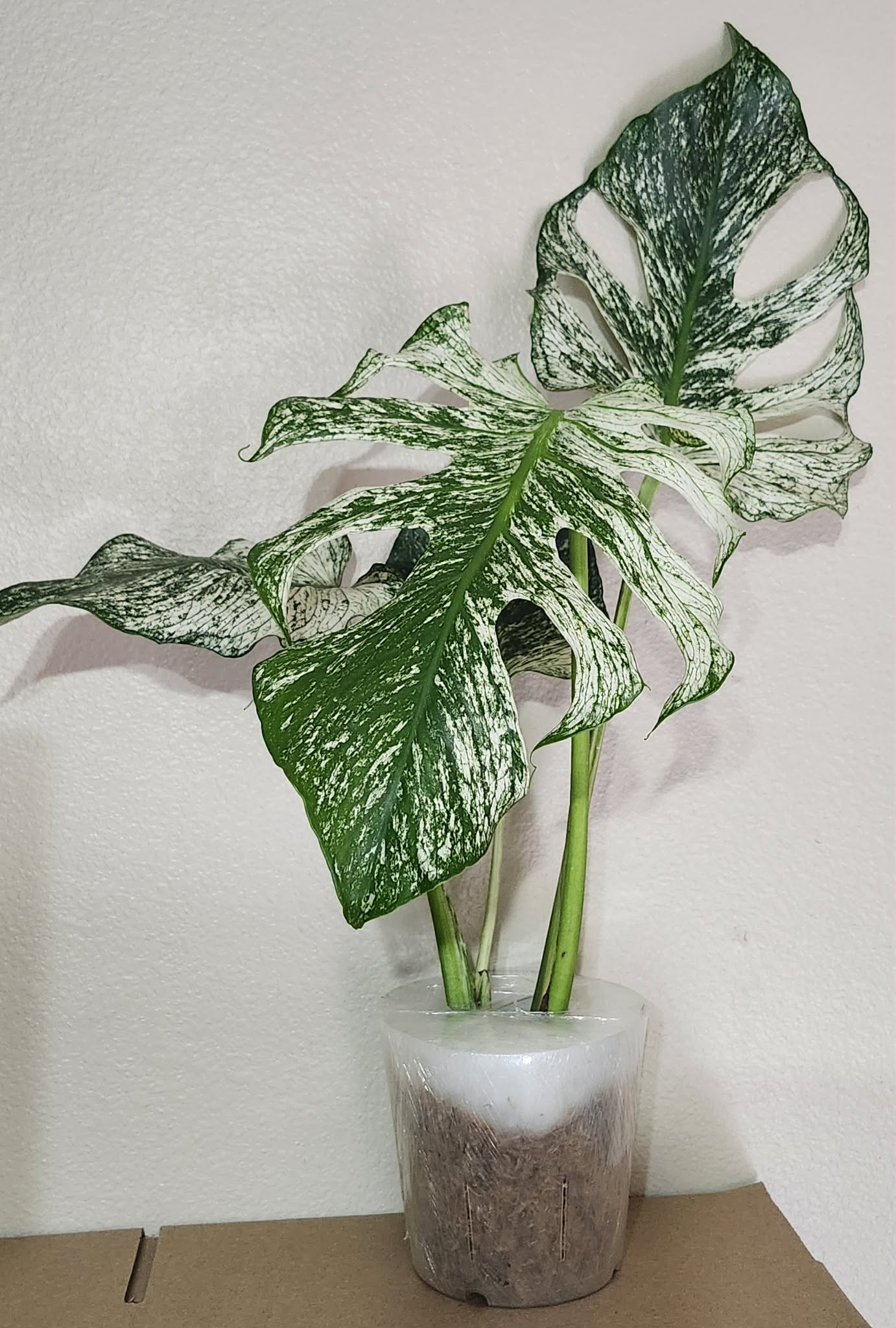 Monstera Devil +paypal pay in 4 5% - Reserved Jessica Keomailani Parrish