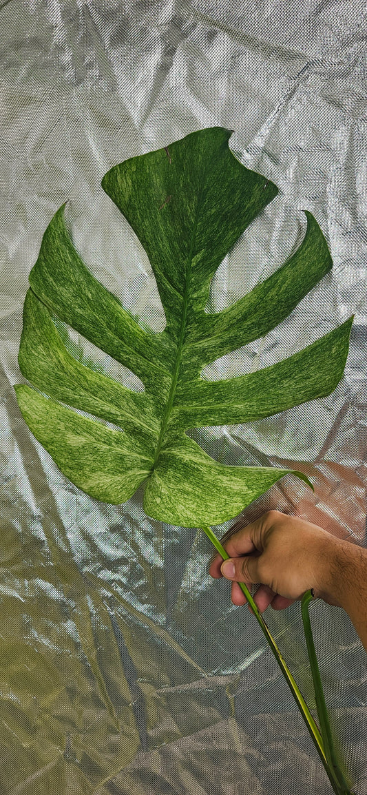 Monstera Mint and full mint reserved for Dia Rodriguez