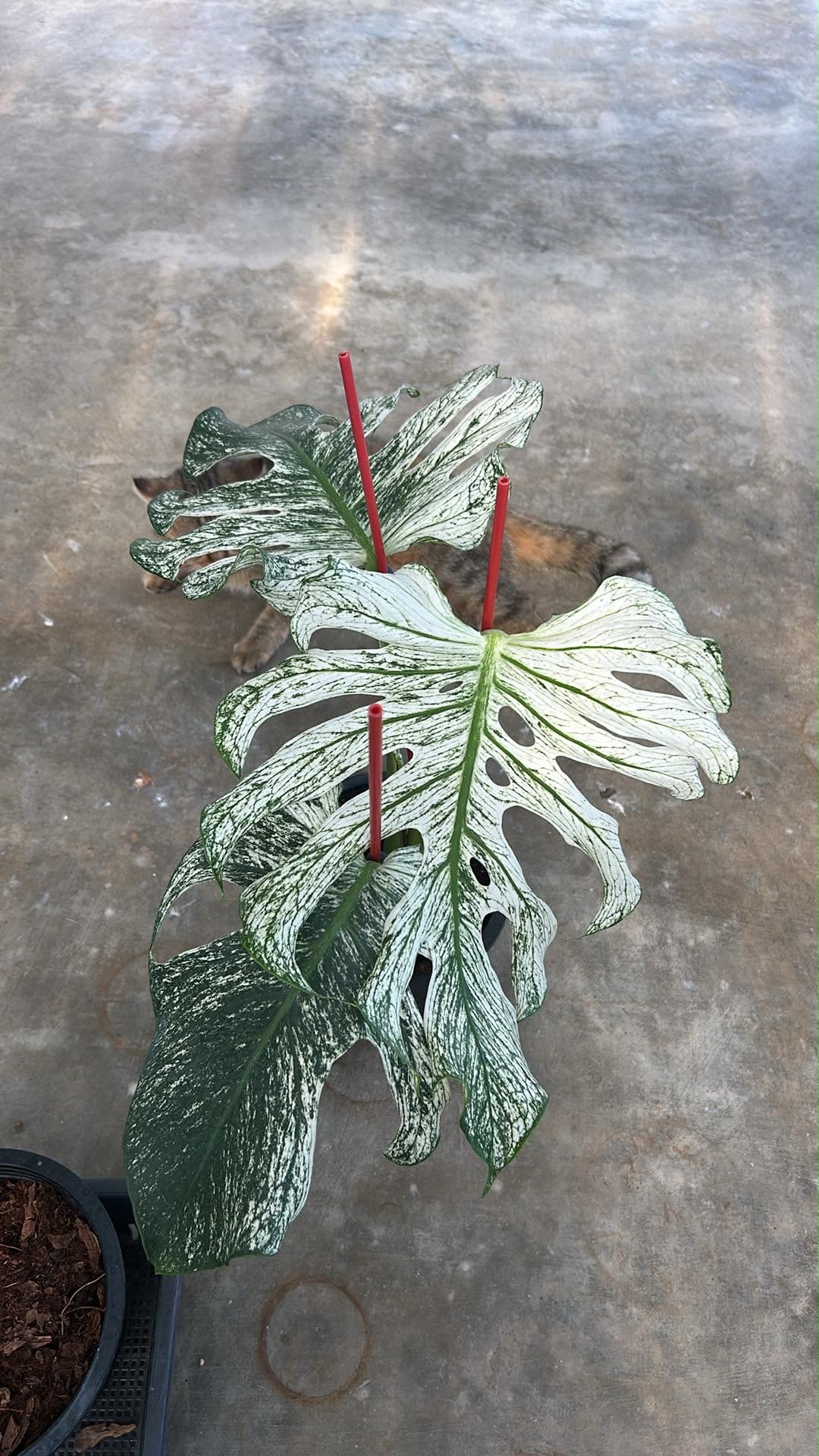 Monstera Devil + Int. Ship.+ 5 % pay in 4- Reserved Nancy Angelica Rivera