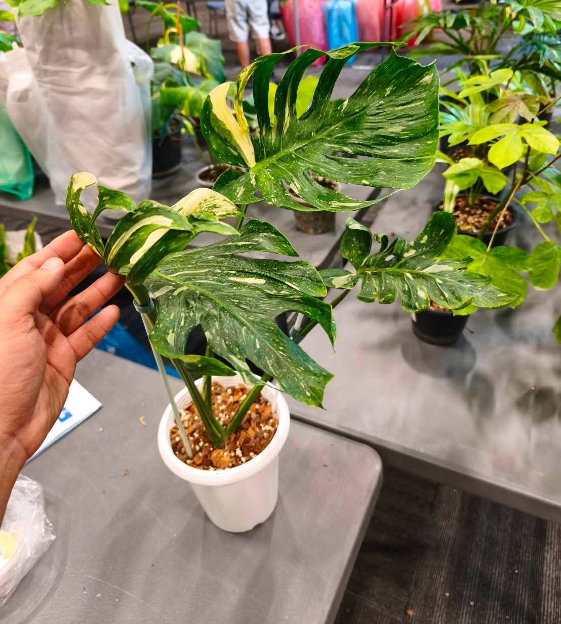 Monstera Medusa+ International Shipping + 5% - Reserved Tami Dunn