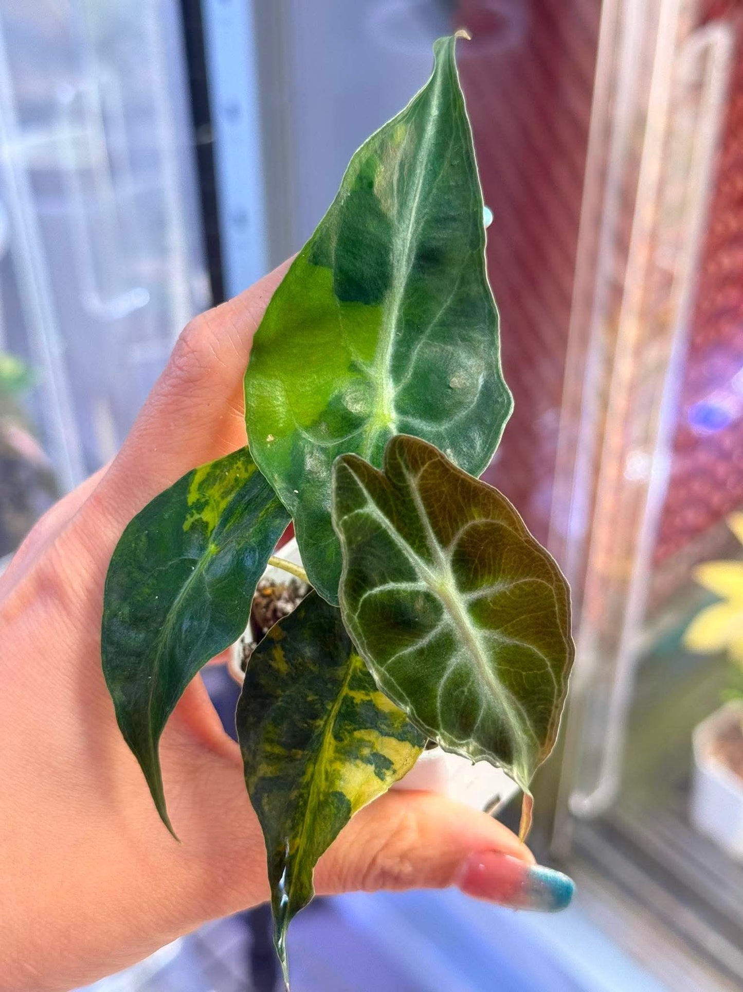 Alocasia Venom + International Shipping + 5% Klarna -Reserved Lisa Scott