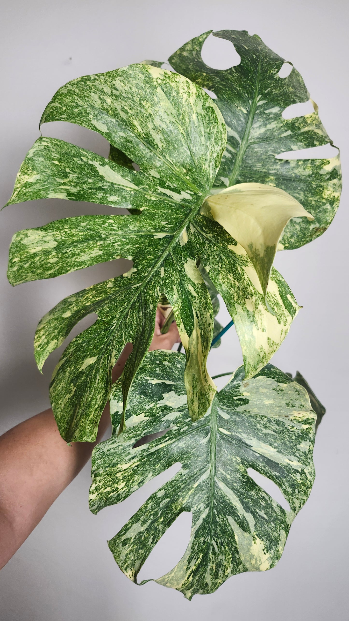 Monstera Legacy + 5% Klarna- Reserved Tori Williams