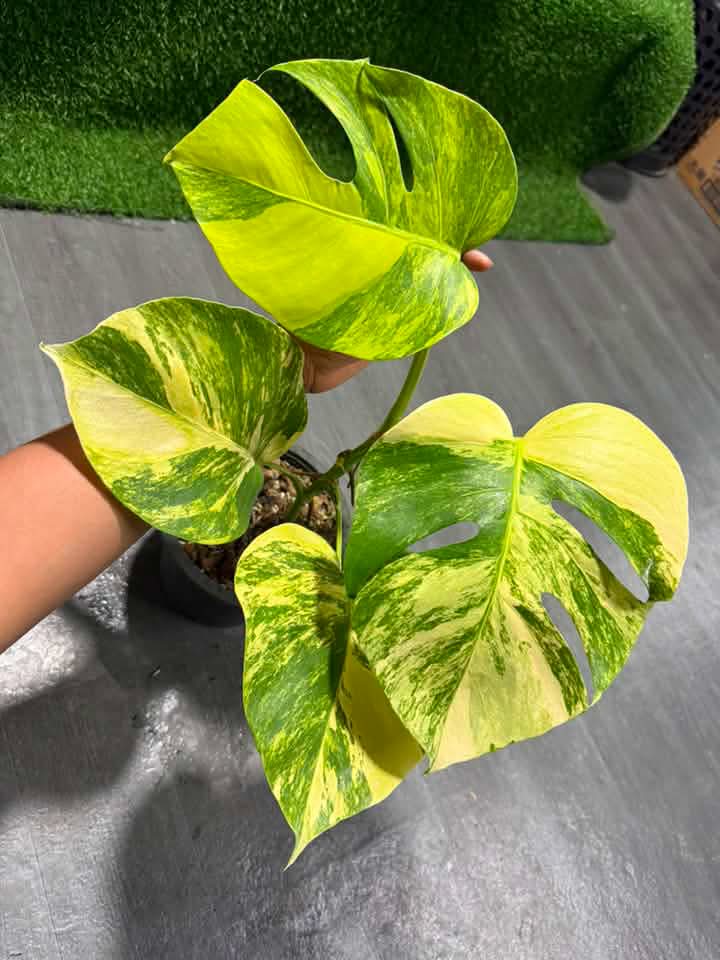 Monstera Aurea Reserved for Julia X Martinez