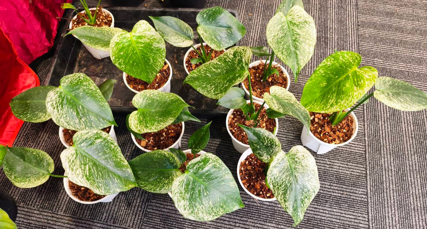 Monstera Devil + Int. Ship.+ 5% Pay in 4- Reserved Megan Leigh Johns.