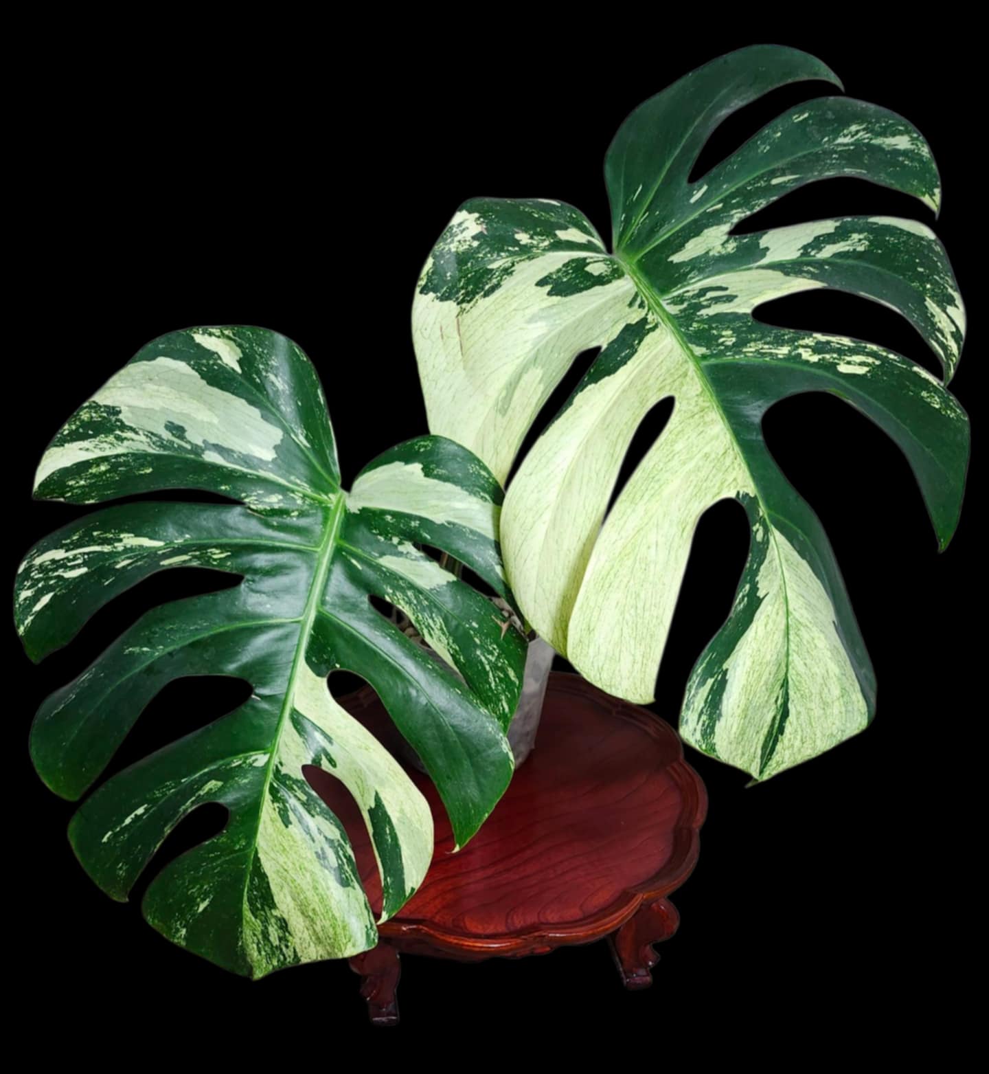 Monstera Mint Bottom Cut Double node reserved for Kaylee Perry